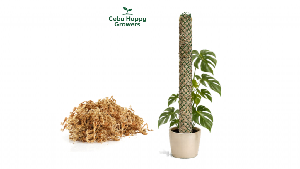 Close-up of CHG Collector Moss Pole filled with premium sphagnum moss.