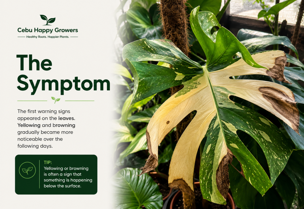 thai-constellation-browning-leaves-root-problem.webp Thai Constellation Monstera leaf showing yellowing and brown necrotic patches after repotting, illustrating early symptoms of root zone stress.
