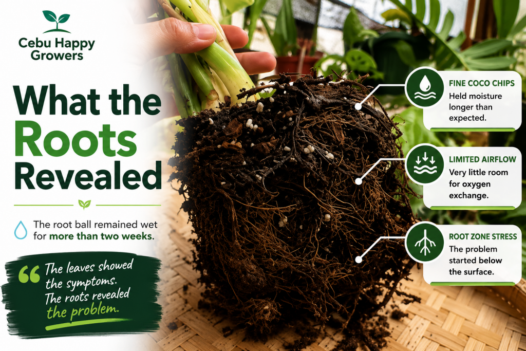 what-the-roots-revealed-thai-constellation-root-ball.webp Thai Constellation Monstera root ball showing dense, moisture-retentive fine coco chips that remained wet for more than two weeks, illustrating reduced airflow and root zone stress.