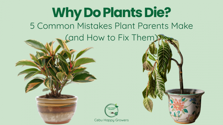 Why do plants die? Infographic showing common mistakes Cebu plant parents make and how to fix them.