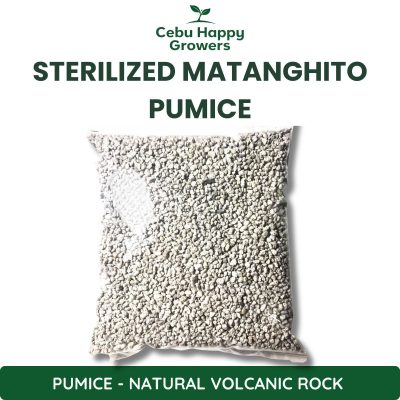 Premium Sterilized Pumice (Matanghito Size) – heat-treated volcanic rock sourced from Luzon by Cebu Happy Growers for succulents, bonsai, orchids, and aroids.