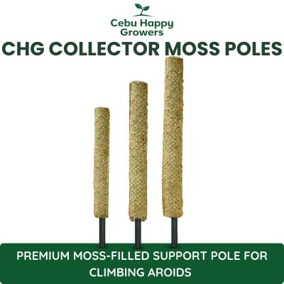 CHG Collector Moss Pole available in Mini 40cm, Standard 70cm, and Large 100cm sizes for climbing aroids and tropical plants.