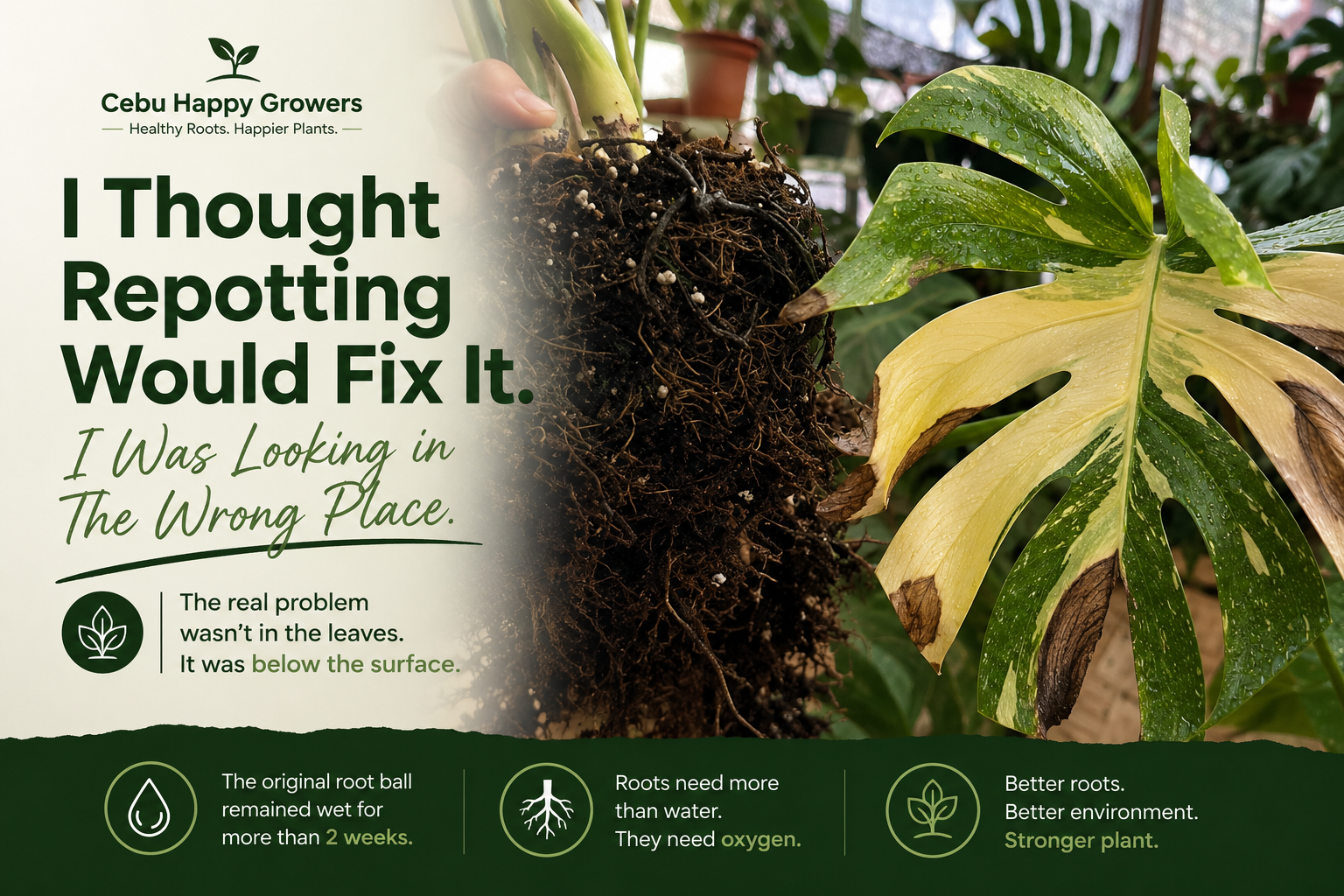 Thai Constellation Monstera with browning variegated leaves and exposed root ball showing the importance of root health after repotting.