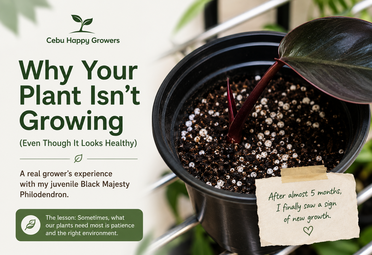 Juvenile Black Majesty Philodendron showing slow growth after five months despite healthy foliage, demonstrating how soil, light, and growing conditions affect plant development.
